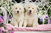 Puppies in Flower Garden DP776