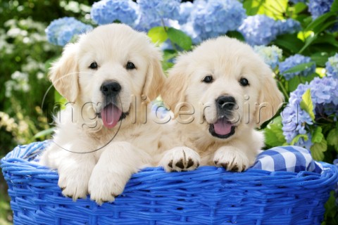 Pups in Blue Garden Basket DP778