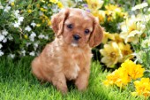 King Charles Pup with Flowers DP779