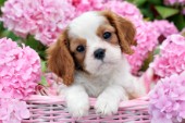 Pup in Pink Flowers DP780