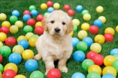 Puppy with Balls DP783