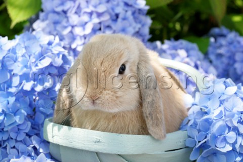 Bunny in Blue Flowers EA560