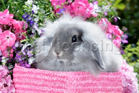Bunny in Pink Basket EA561