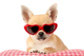 Chihuahua in Heart Sunglasses DP813