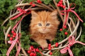 Christmas Cat Wreath C594