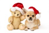 Christmas Dog & Teddy C590