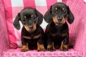 Dachshund Puppies in Pink DP796