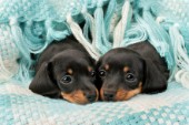 Dachshund Pups in Blue Woven Blanket DP799