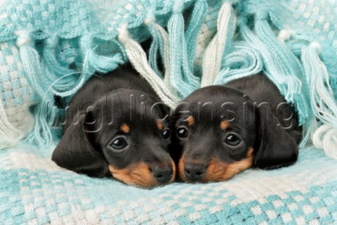 Dachshund Pups in Blue Woven Blanket DP799