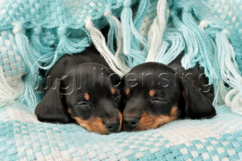 Dachshund Pups in Blue Woven Blanket Variant 1 DP799A