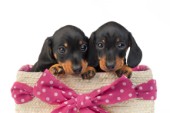 Dachshund Pups in Pink Bow Basket DP824