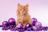 Ginger Cat in Purple Baubles C593