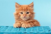 Ginger Cat with Blue Basket CK489