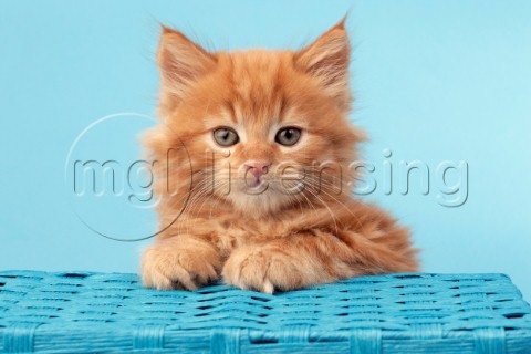 Ginger Cat with Blue Basket CK489