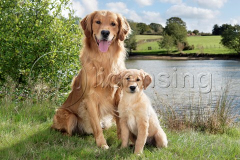 Golden Retriever Mother and Puppy DP803