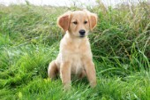 Golden Retriever Puppy in Meadow DP808