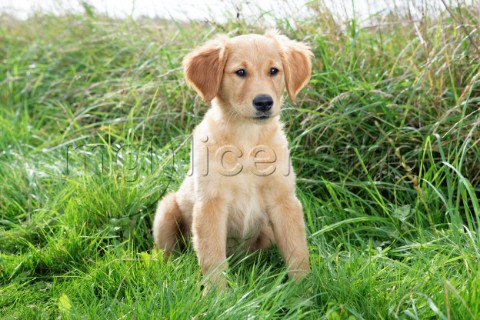 Golden Retriever Puppy in Meadow DP808