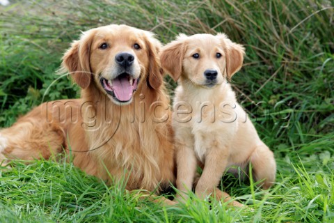 Golden Retriver Mum and Puppy in Field DP807