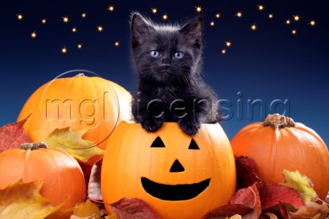 Halloween Kitten CK492