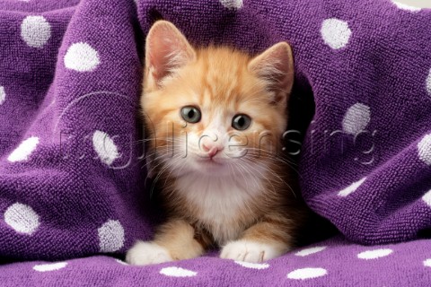 Kitten in Spotty Towel CK494