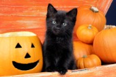 Kitten with Halloween Pumpkins CK493