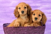 Puppies in Dark Purple Basket DP816