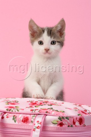 Tabby Kitten and Flower Bag CK485
