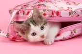 Tabby Kitten in Pink Bag CK484
