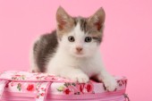 Tabby Kitten on Pink Bag CK483