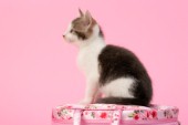 Tabby Kitten Sitting on Flower Bag CK486