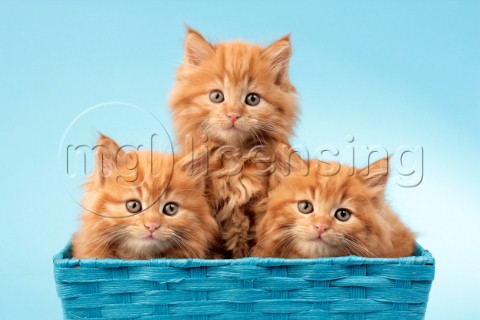 Three Cats in Blue Baskets CK490