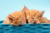 Two Ginger Cats in Blue Basket CK491