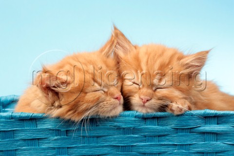 Two Ginger Cats in Blue Basket CK491