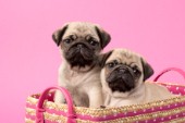 Two Pugs in Woven Basket DP821
