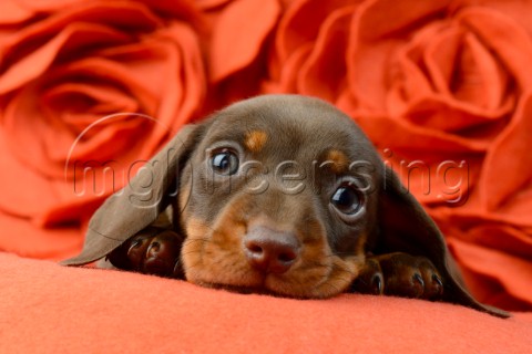 Dachshund with Roses DP878