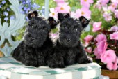 Black Scoittish Terriers Puppies