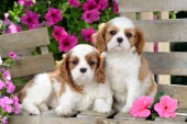 Cavalier Puppies