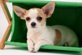Chihuahua in Laundry Basket