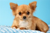 Chihuahua in Blue Background