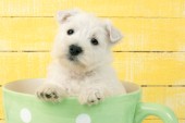Highland Terrier in Cup