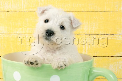 Highland Terrier in Cup