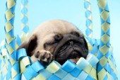 Pug Puppy Asleep