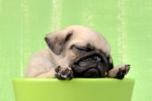 Pug Puppy in Green Bowl