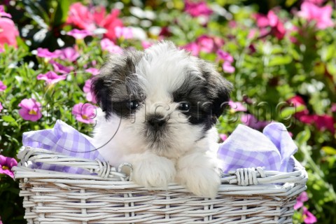 ShihTzu Puppy in Basket
