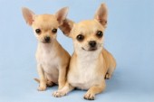 Short Haired Chihuahuas