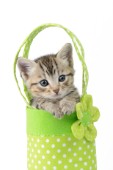 Tabby Kitten in Green Bag