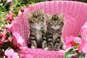 Tabby Kittens