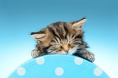 Sleeping Kitten Polka Dot CK521