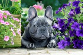 Boston Terrier and Purple Flowers BDP939
