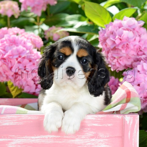Spaniel Pup In Pink Box DP950SQ